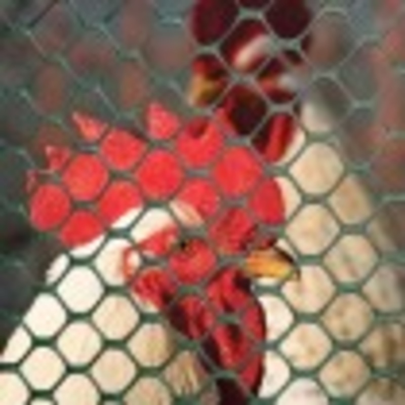 Tenax Poultry Fence 2′ x 25′ Black 72120548