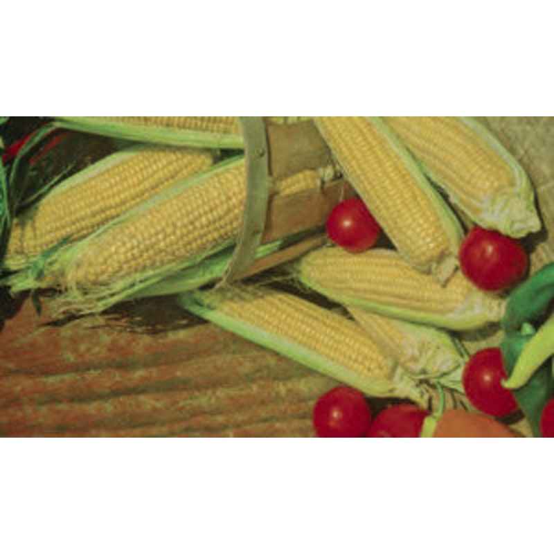 SWEETCORN INCREDIBLE HYBRID