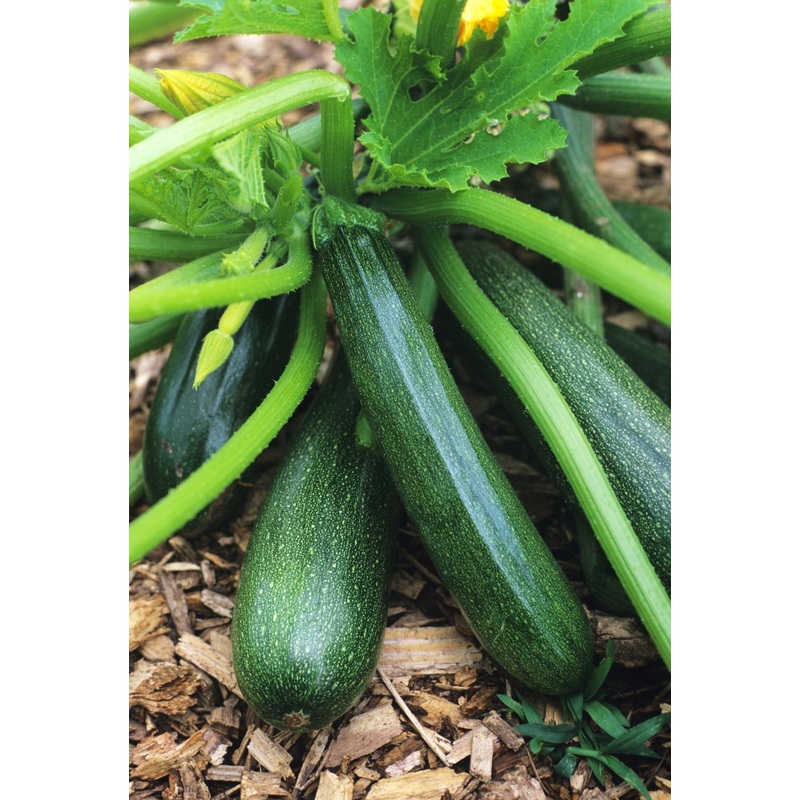 SQUASH BLACK BEAUTY ZUCCHINI