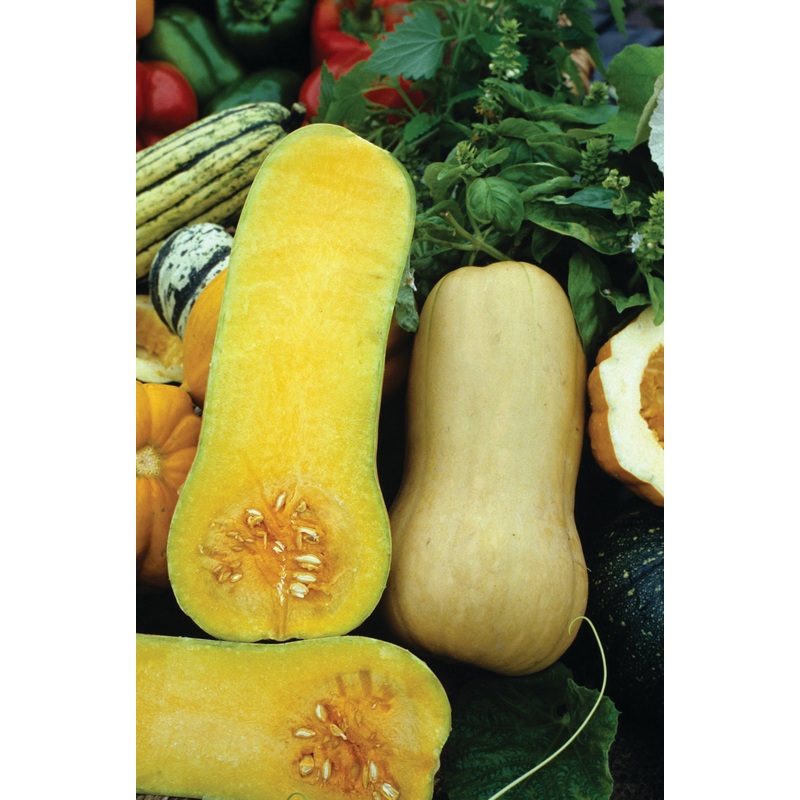 SQUASH BUTTERNUT