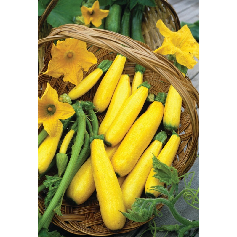 SQUASH EARLY PROLIFIC STRAIGHTNECK