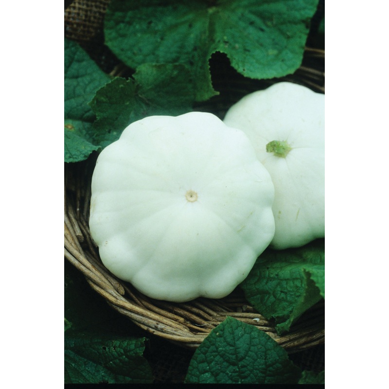 SQUASH EARLY WHITE BUSH
