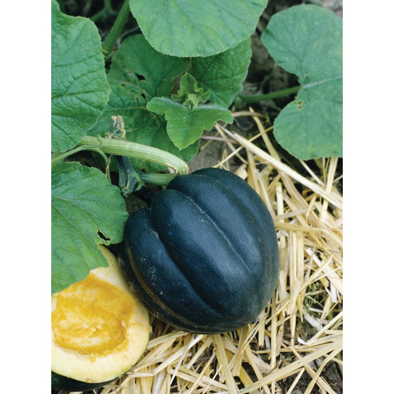SQUASH TABLE QUEEN (ROYAL ACORN)