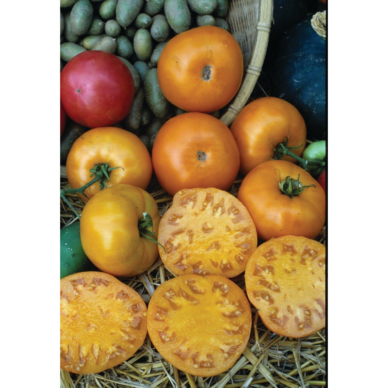 TOMATO GOLDEN JUBILEE