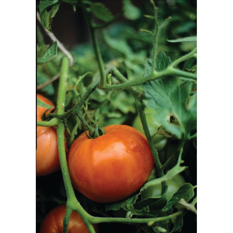 TOMATO MARGLOBE