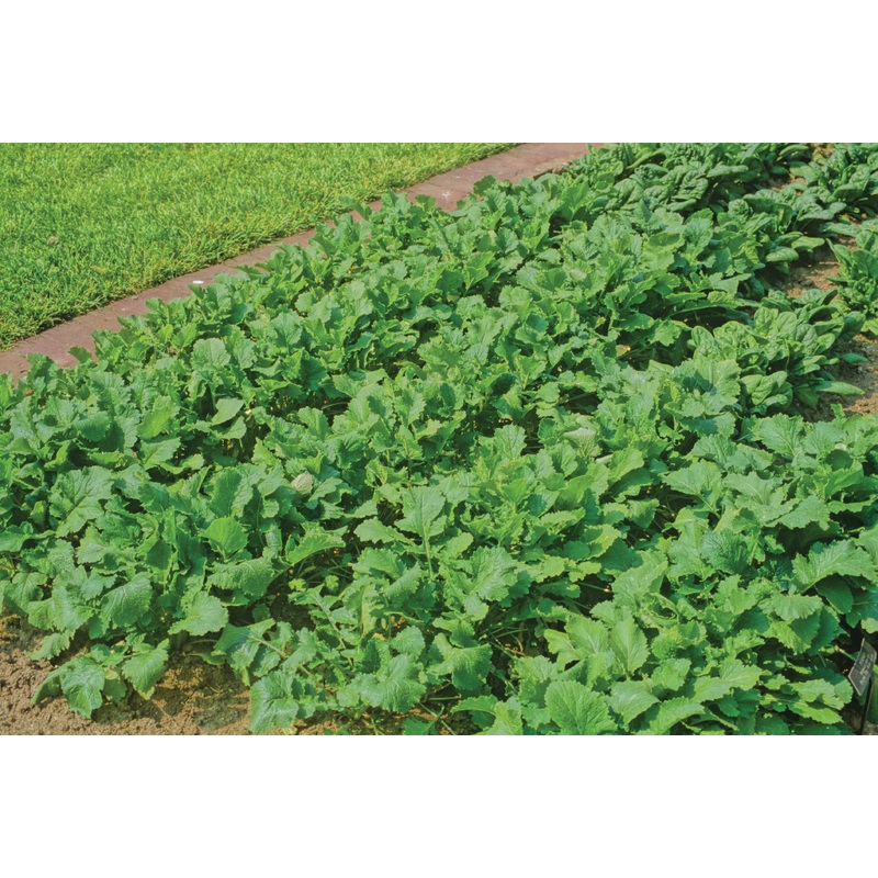 TURNIP TOPPER HYBRID