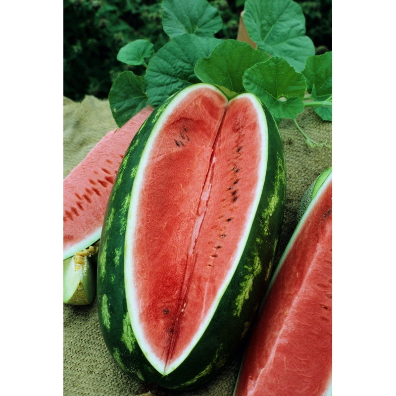 WATERMELON ALL SWEET