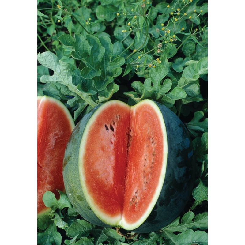 WATERMELON FLORIDA GIANT