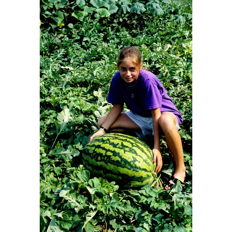 WATERMELON JUBILEE