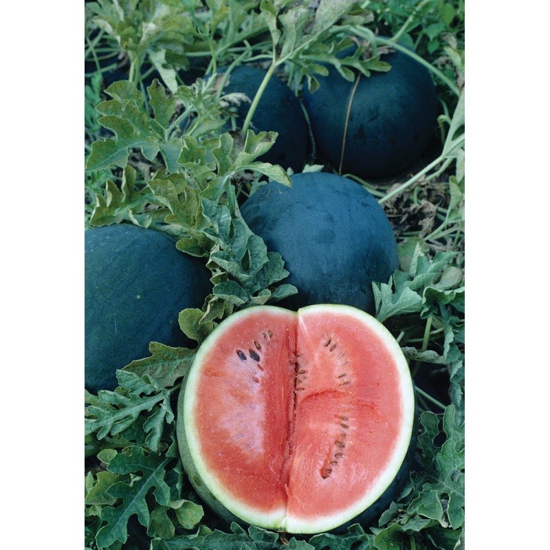 WATERMELON SUGAR BABY