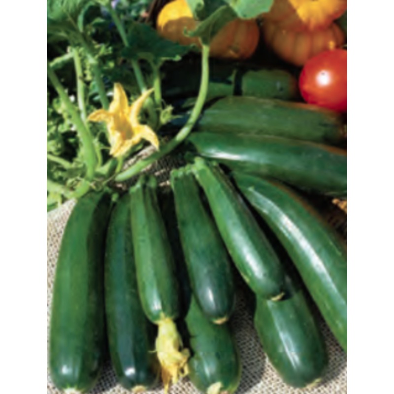 SQUASH SPINELESS BEAUTY HYBRID