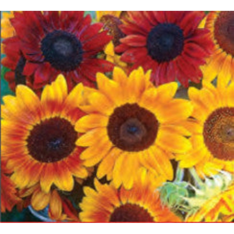 SUNFLOWER AUTUMN BEAUTY