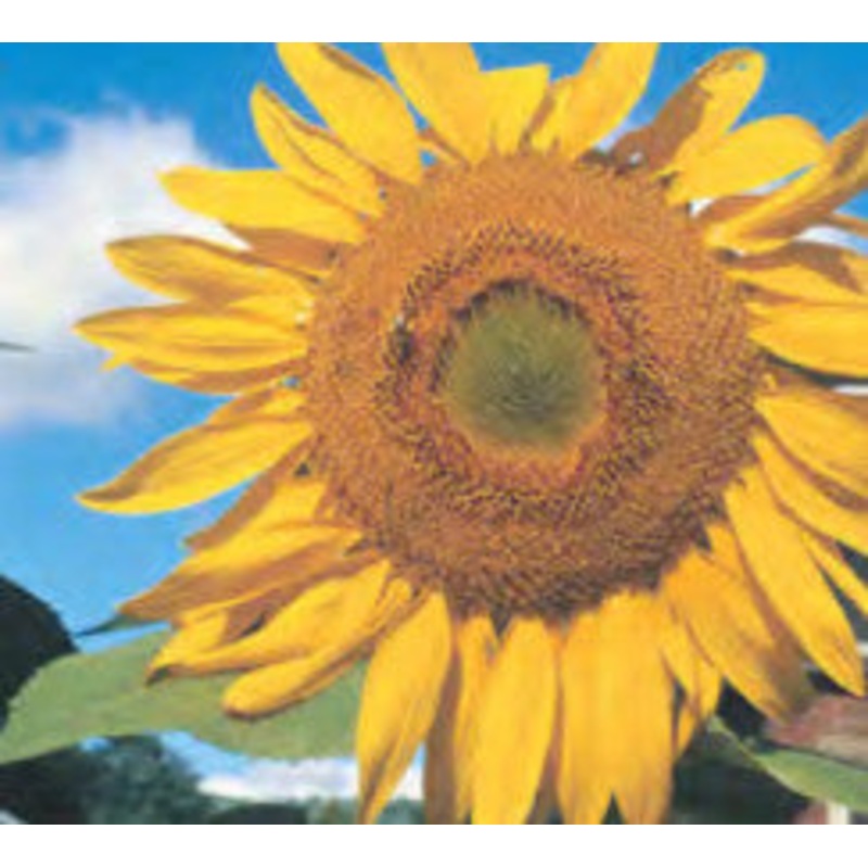 SUNFLOWER LARGE GREY STRIPE