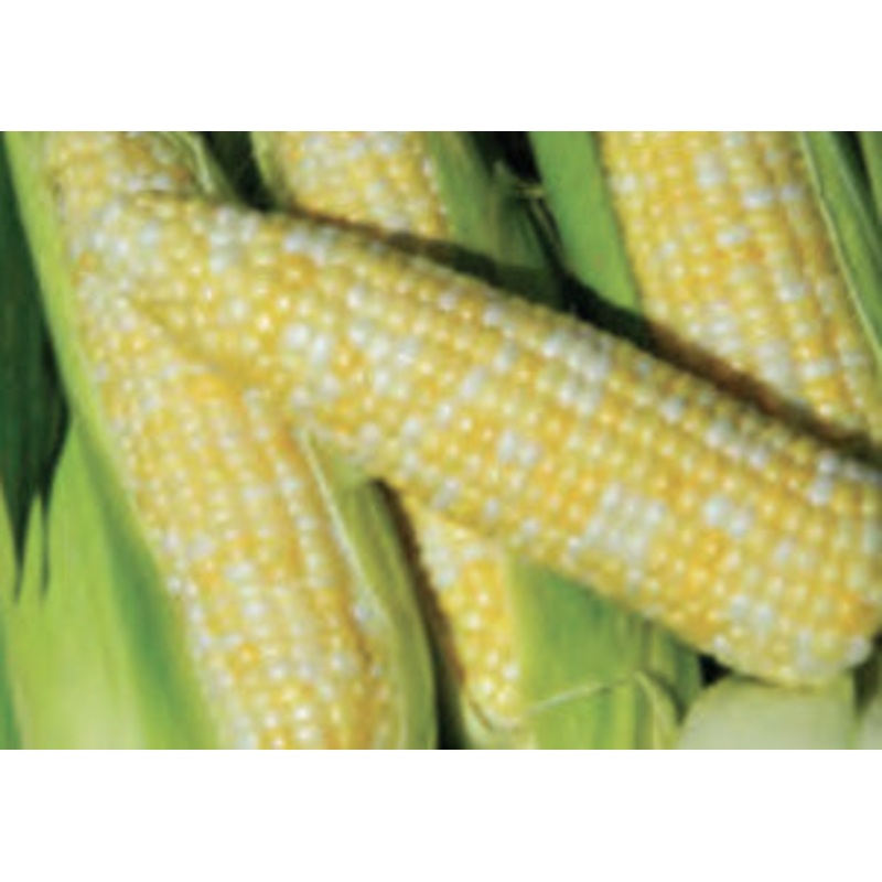 SWEETCORN BILICIOUS HYBRID