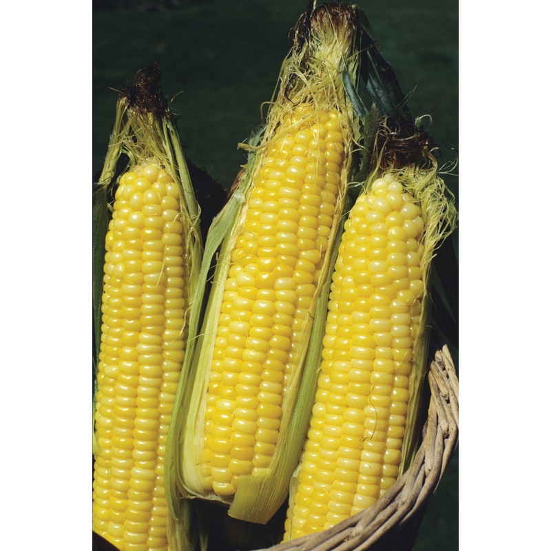 SWEETCORN BODACIOUS HYBRID