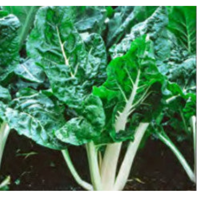 SWISS CHARD LUCULLUS
