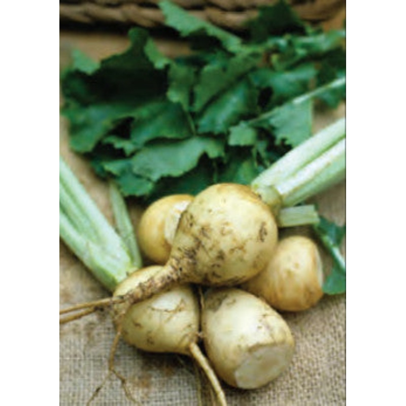 TURNIP AMBER GLOBE