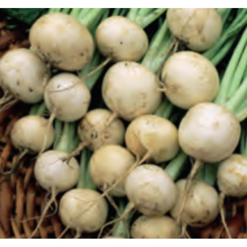 TURNIP WHITE LADY HYBRID