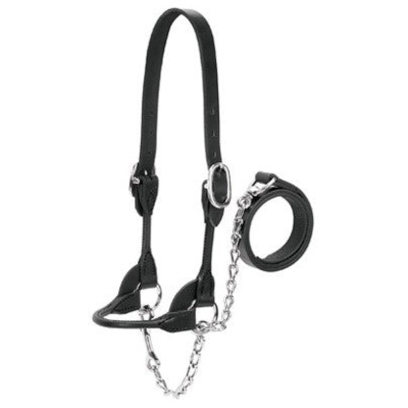 Weaver Leather Dairy/Beef Rounded Show Halter
