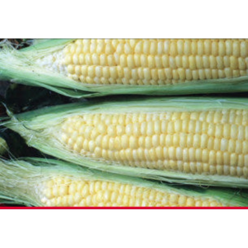 SWEETCORN ILLINI XTRA SWEET HYBRID