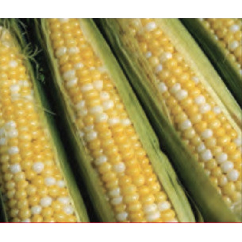 SWEETCORN PEACHES AND CREAM MID HYBRID